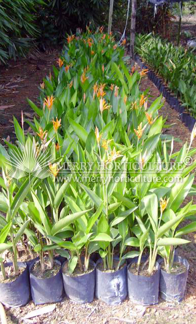 Heliconia american dwarf